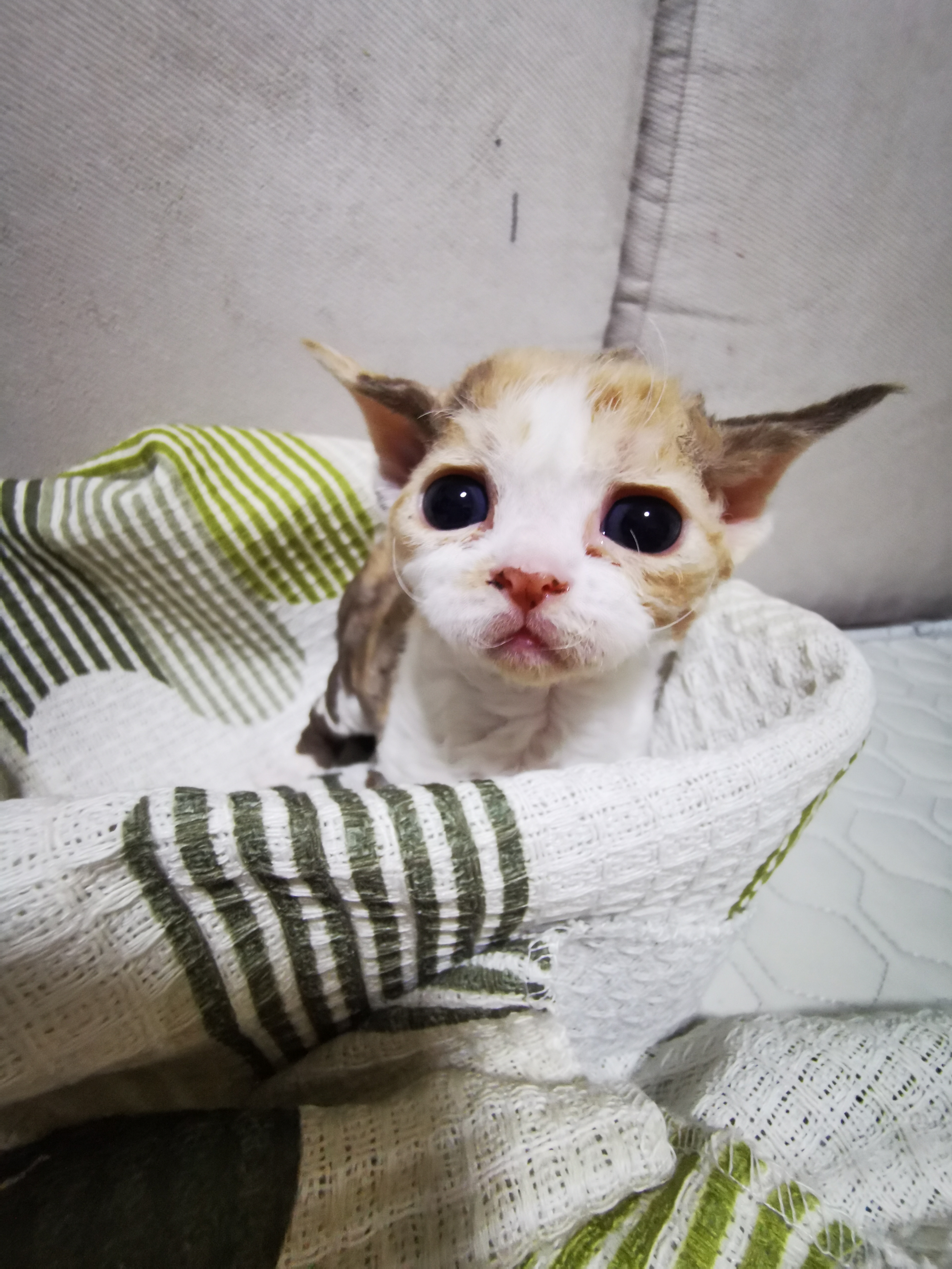 德文卷毛猫，三花，咖白，戴帽，自家繁育，不是猫舍